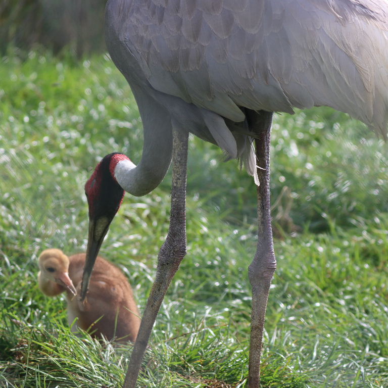 Sarus Crane parent feeding chick