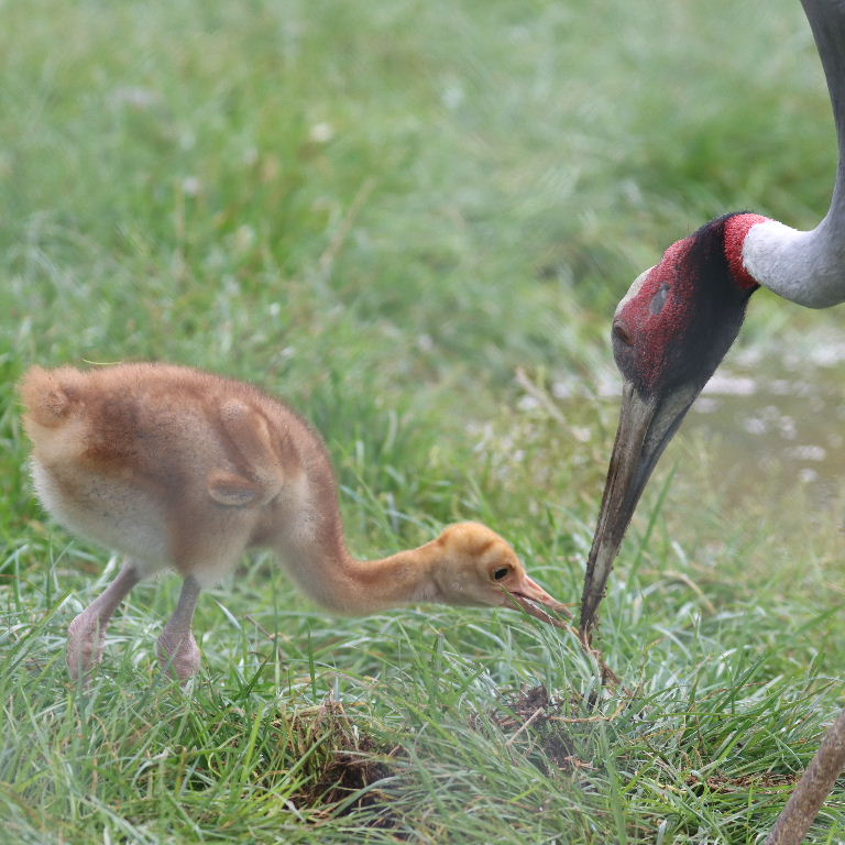 Sarus Crane parent feeding chick