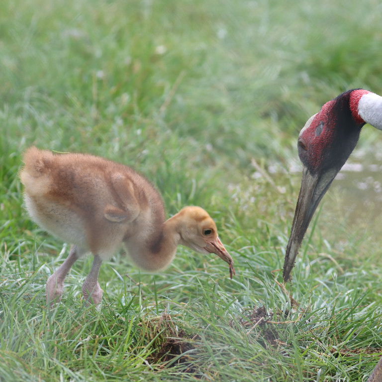 Sarus Crane parent feeding chick