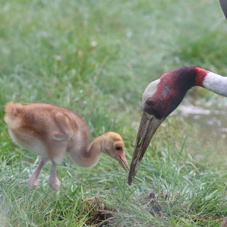 Sarus Crane parent feeding chick