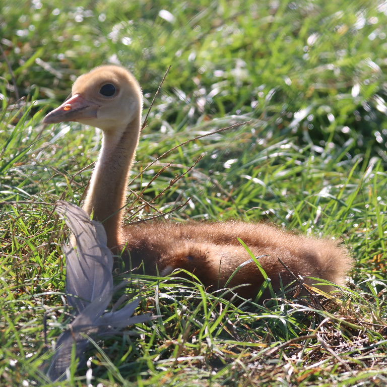 Sarus Crane chick