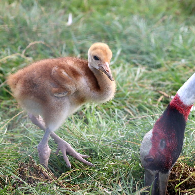 Sarus Crane parent feeding chick