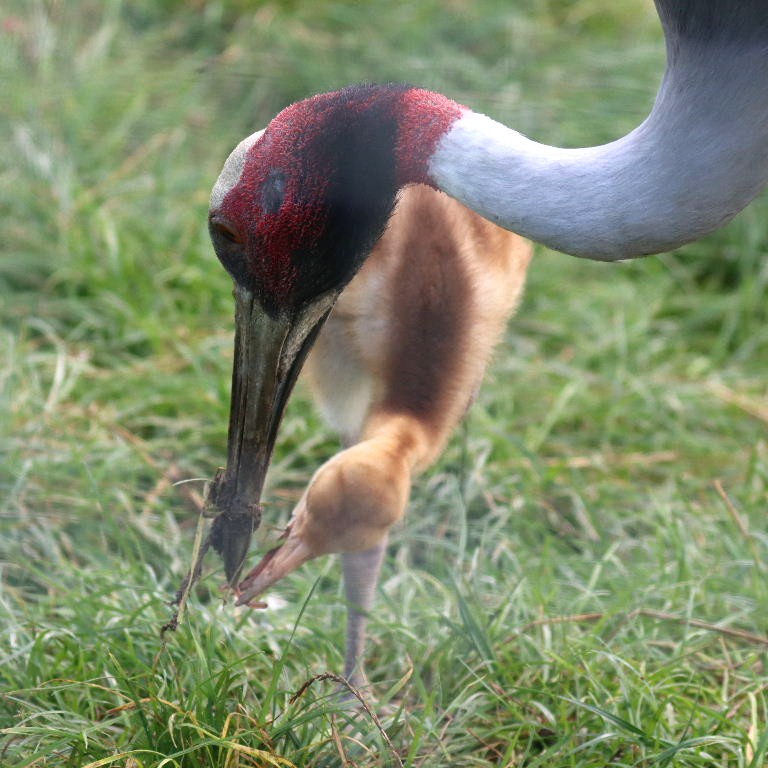 Sarus Crane parent feeding chick