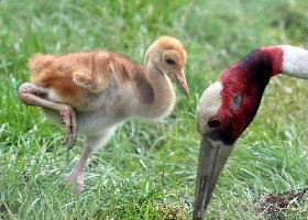 Sarus Crane feeding chick