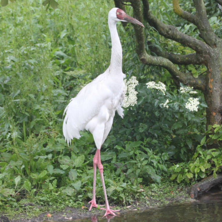 Siberian Crane