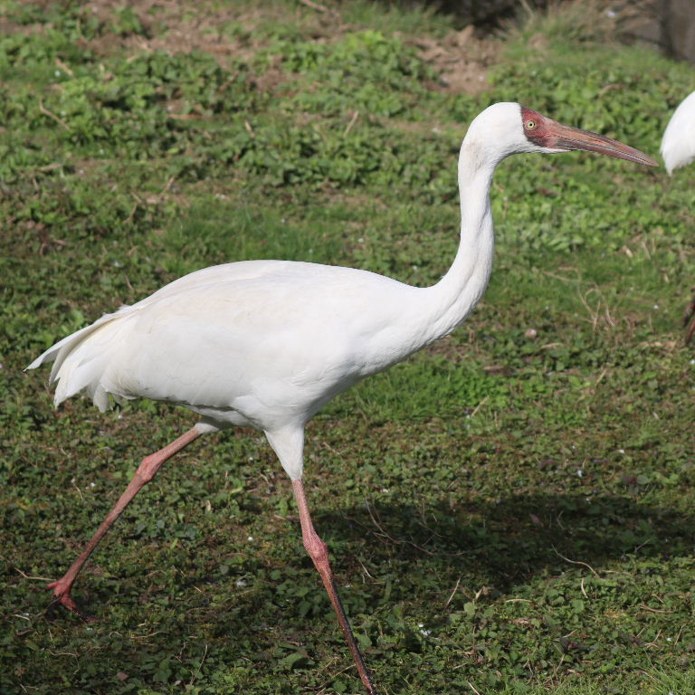 Siberian Crane