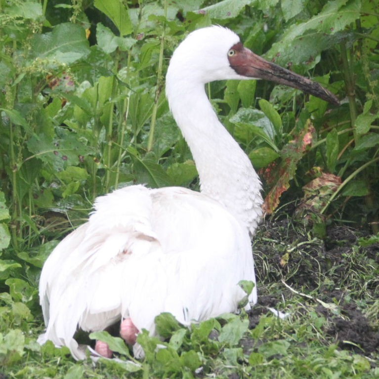 Siberian Crane