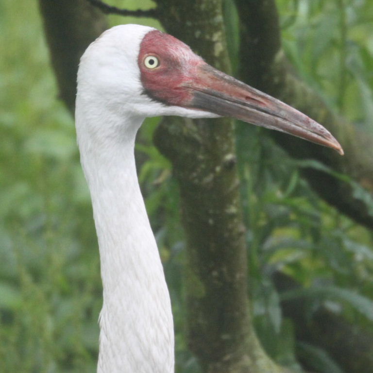 Siberian Crane head