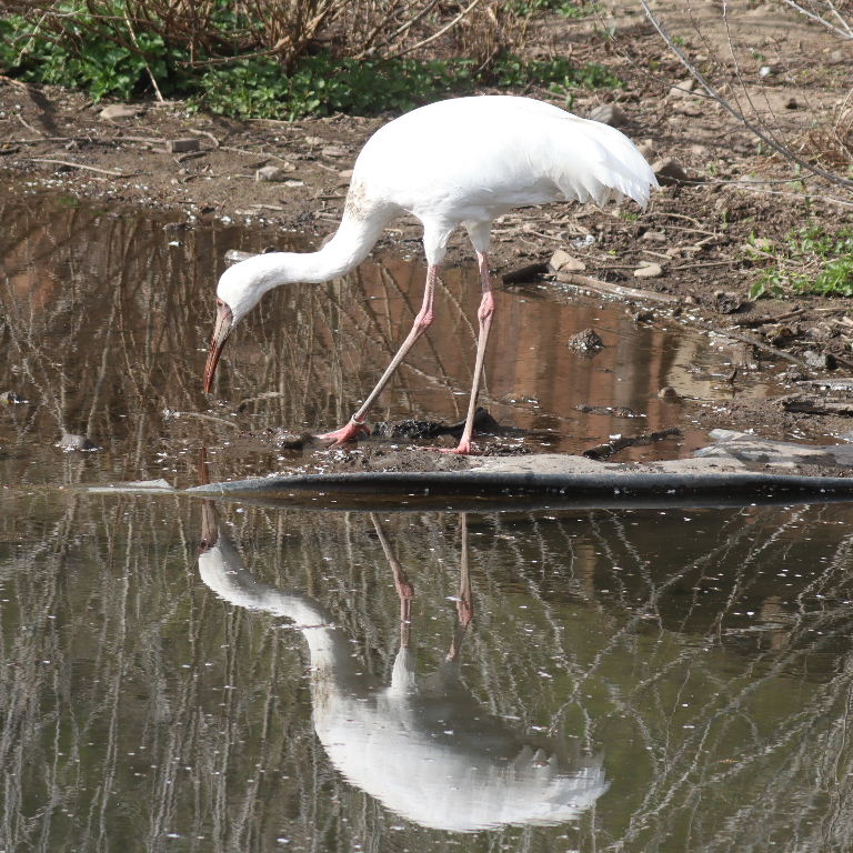 Siberian Crane