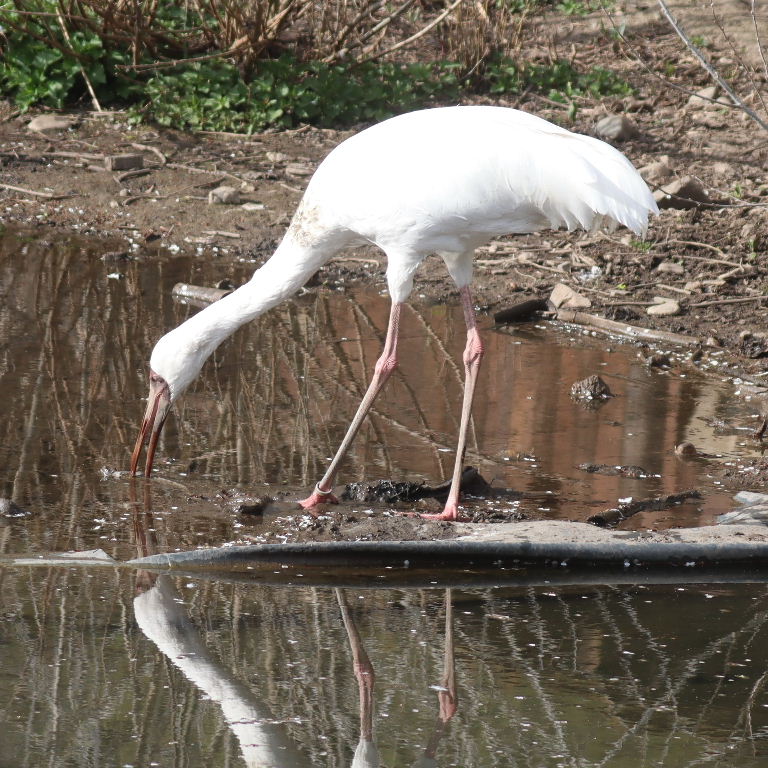 Siberian Crane