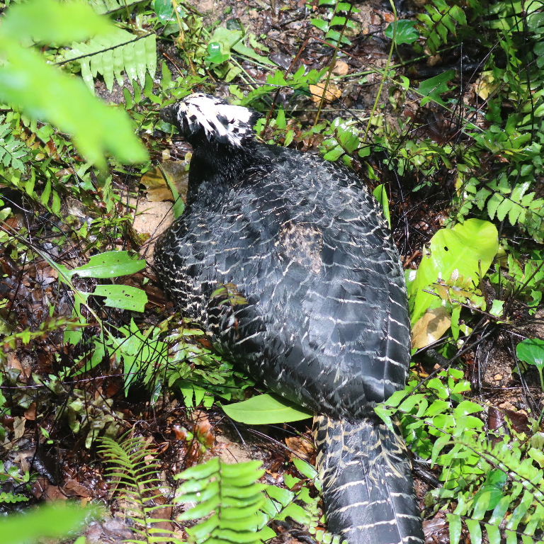 Bare-faced Curassow