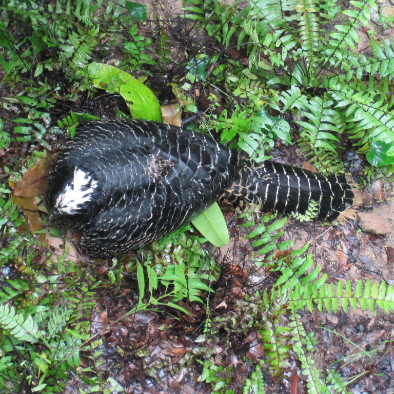Bare-faced Curassow female