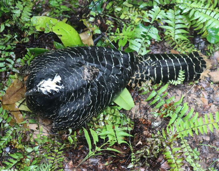 Bare-faced Curassow female