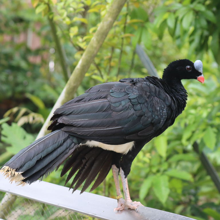Northern Helmeted Curassow male