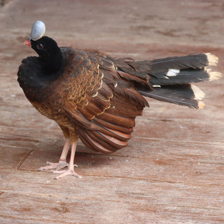 Helmeted Curassow female
