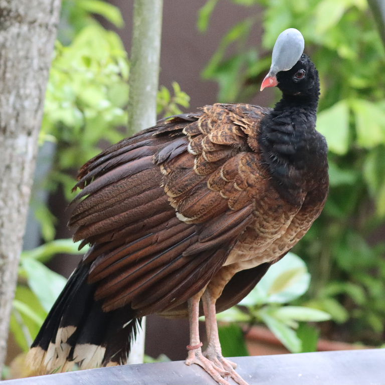 Helmeted Curassow female