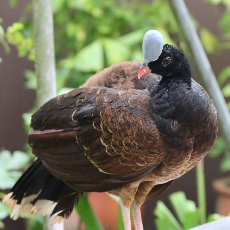 Helmeted Curassow female rufous morph