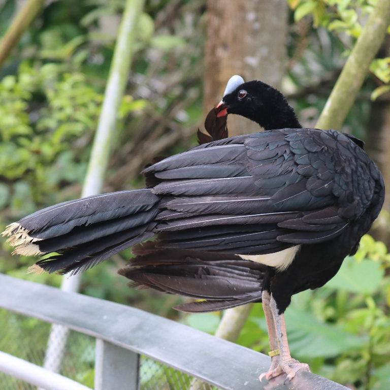 Helmeted Curassow