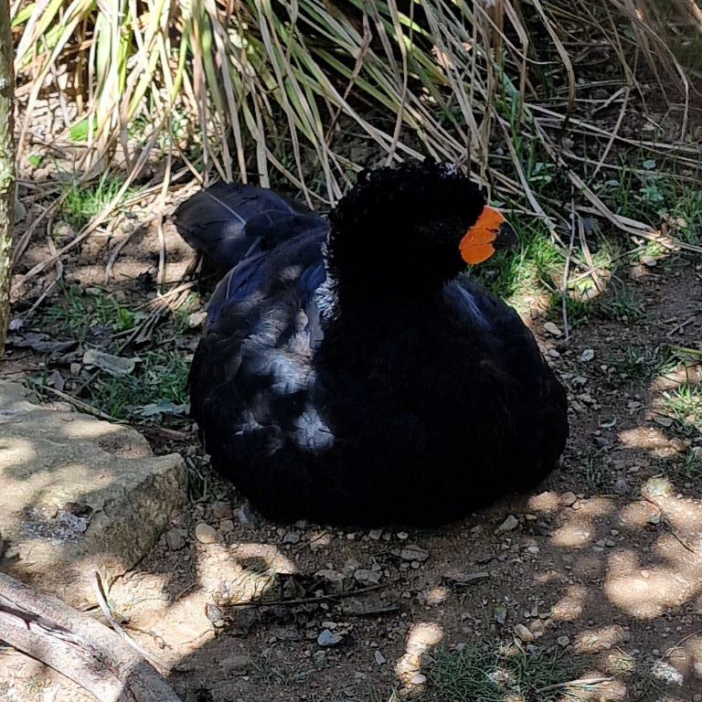 Red-billed Curassow