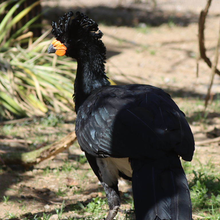 Red-billed Curassow
