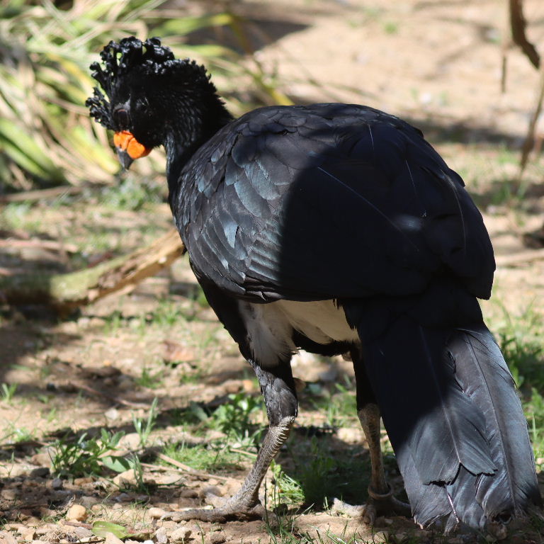 Red-billed Curassow