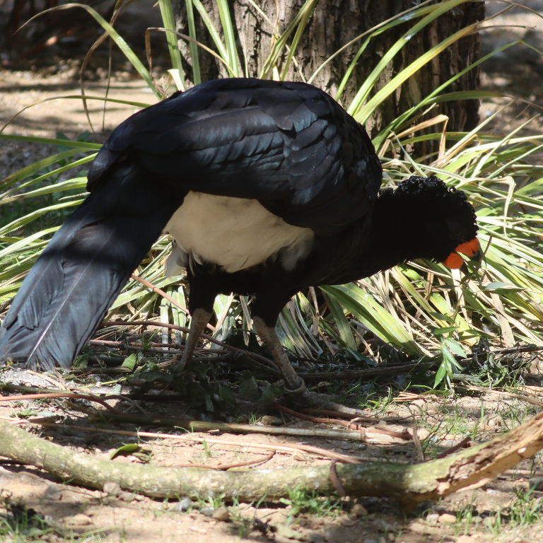 Red-billed Curassow