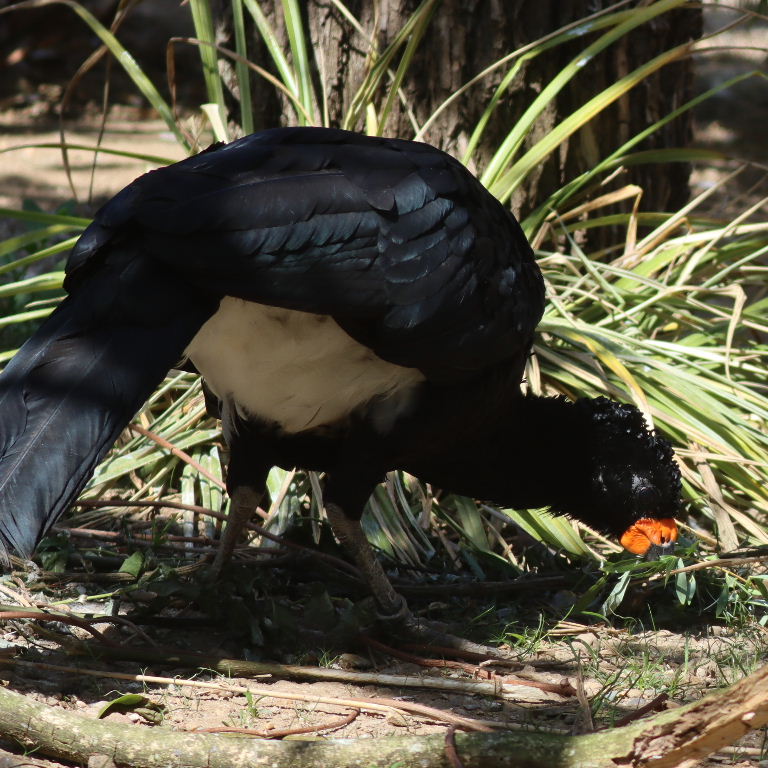 Red-billed Curassow