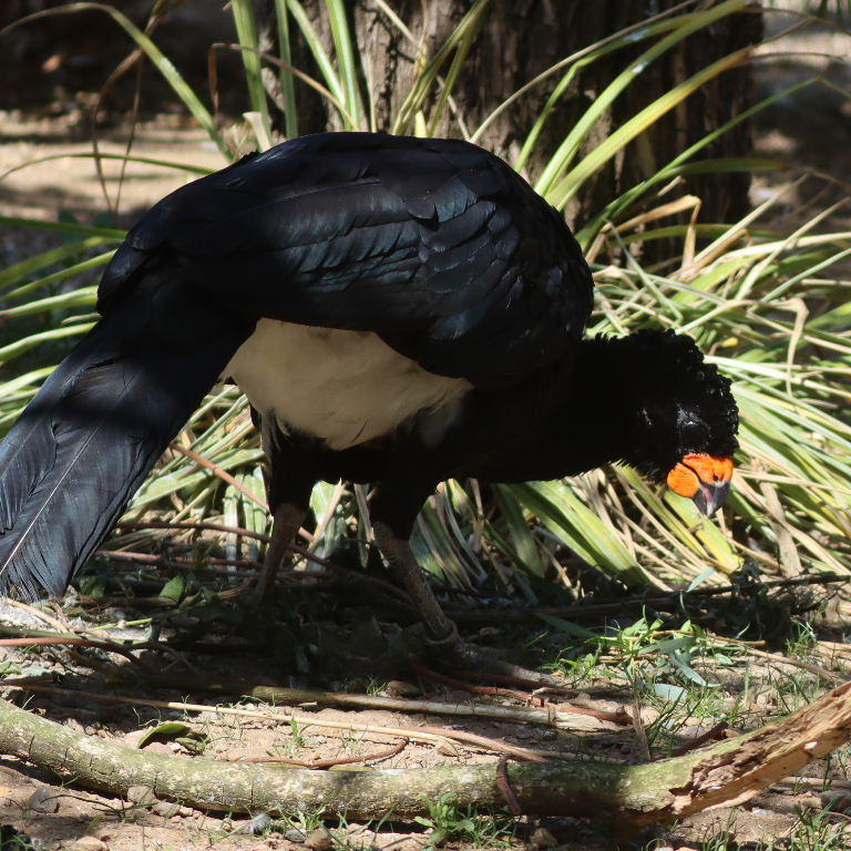 Red-billed Curassow