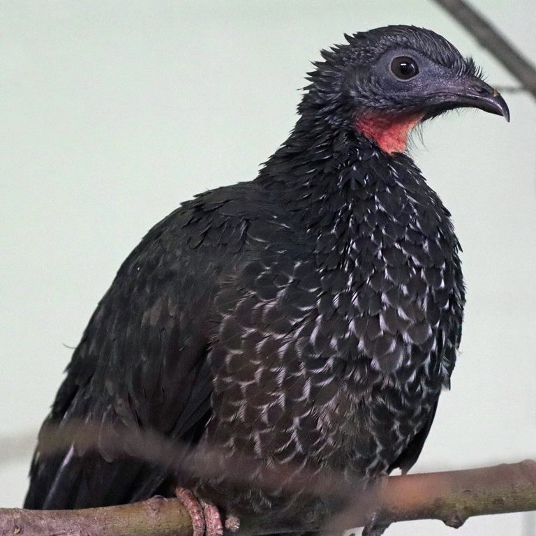 Marail Guan