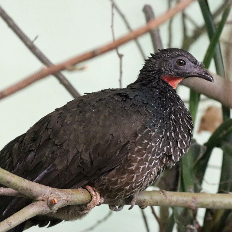 Marail Guan