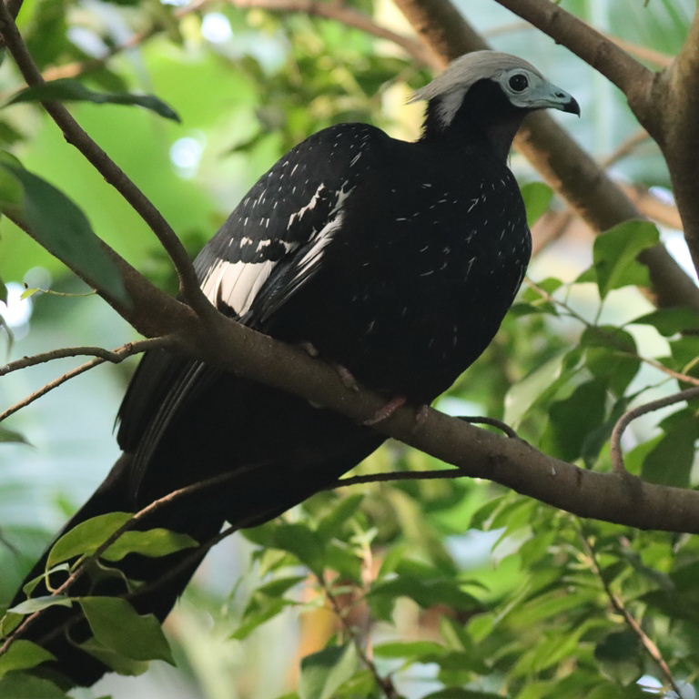 Venezuelan White-headed Piping-guan