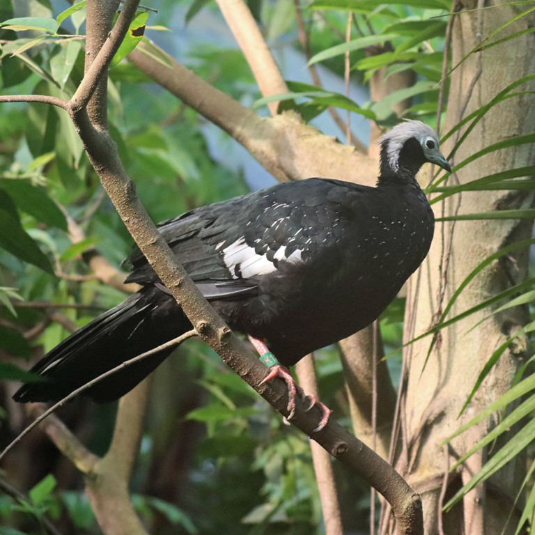 Venezuelan White-headed Piping-guan