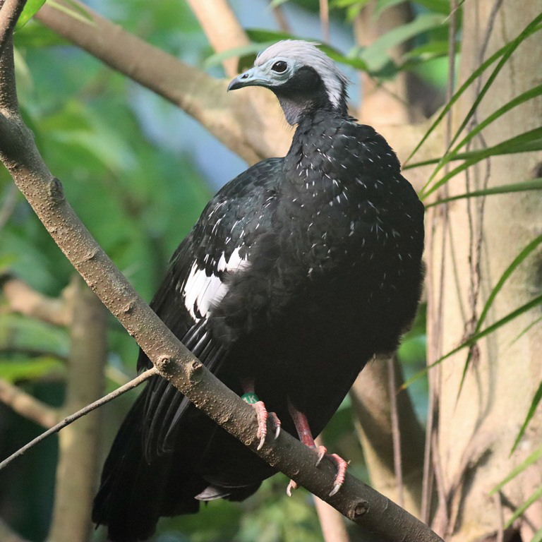 Venezuelan White-headed Piping-guan