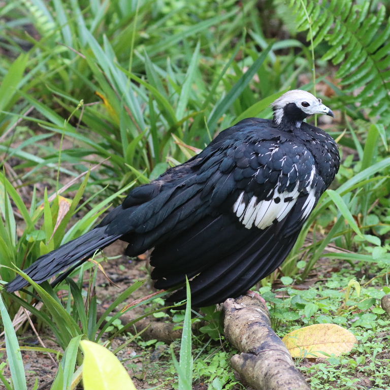 Blue-throated Piping-guan