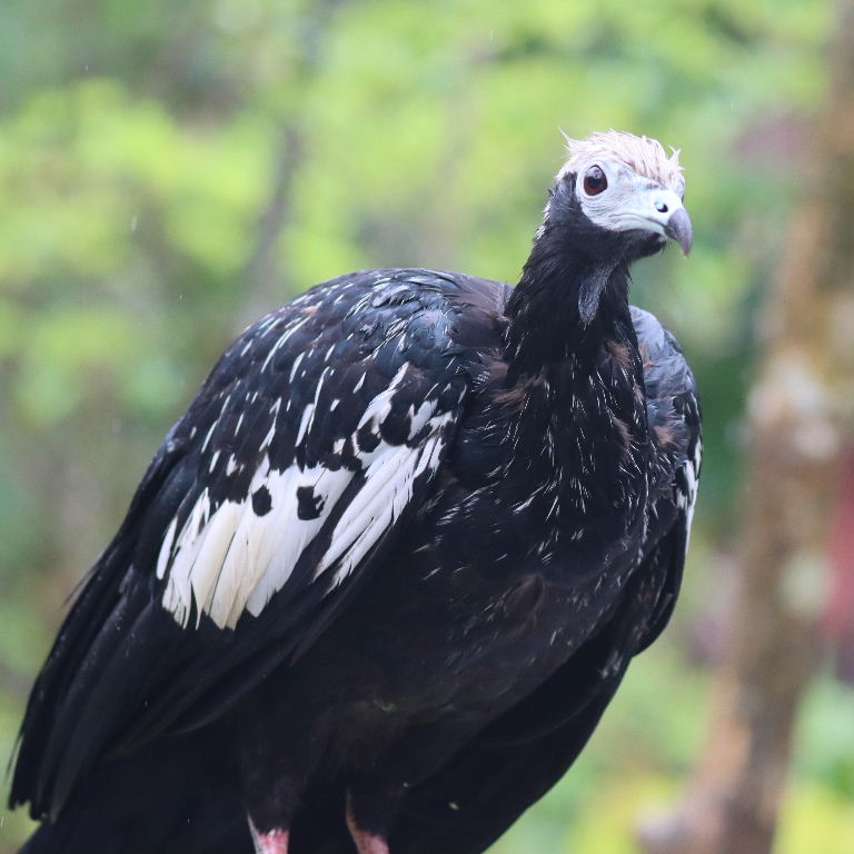 Blue-throated Piping-guan
