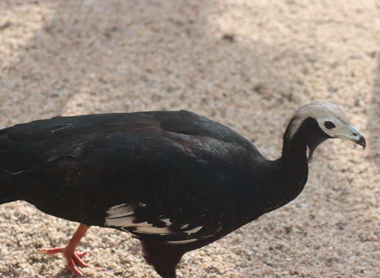 White-throated Piping-guan