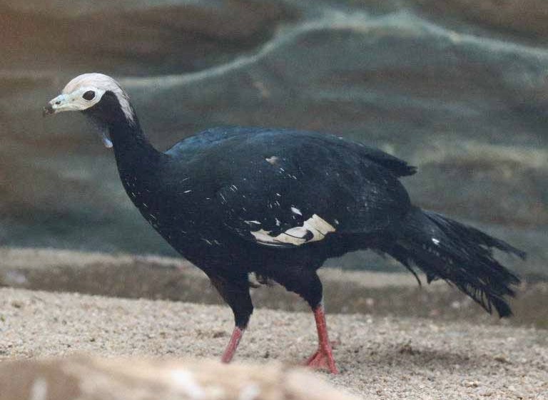 White-throated Piping-guan