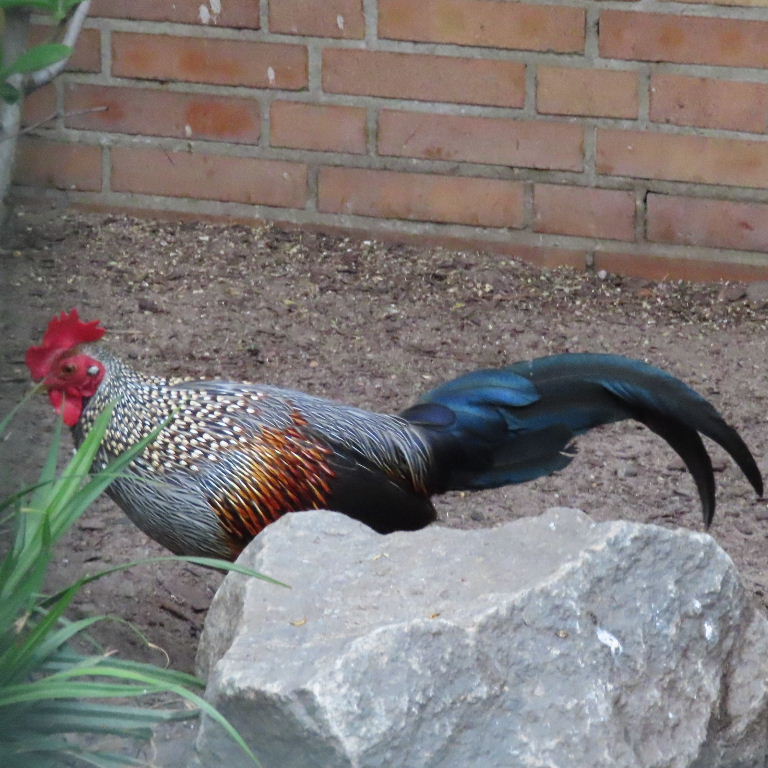 grey jungle fowl