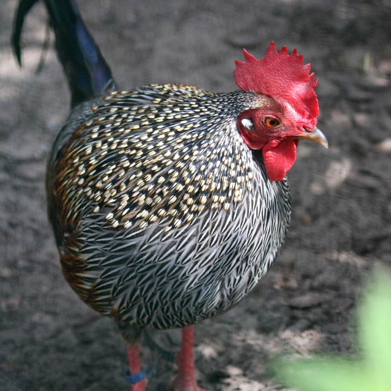 Grey Jungle Fowl