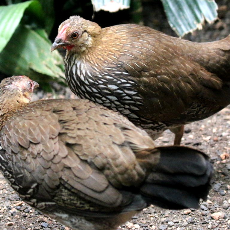 grey jungle fowl