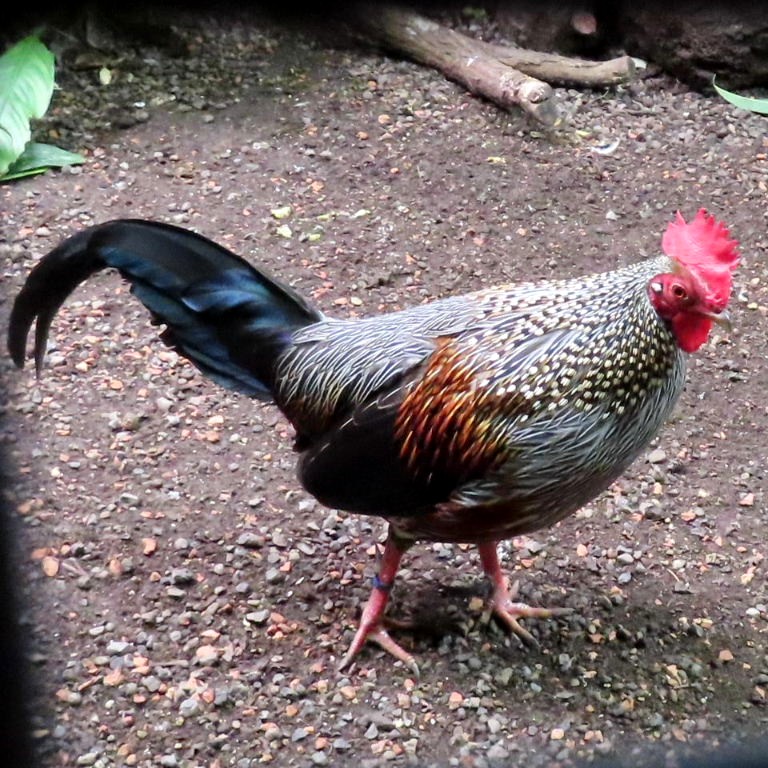 Grey Jungle Fowl