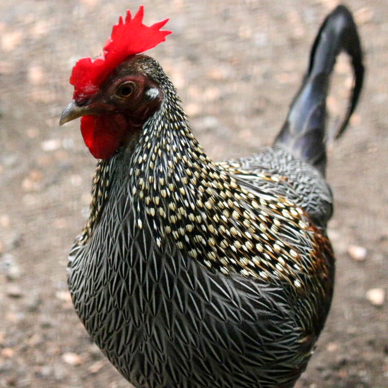 Grey Jungle Fowl
