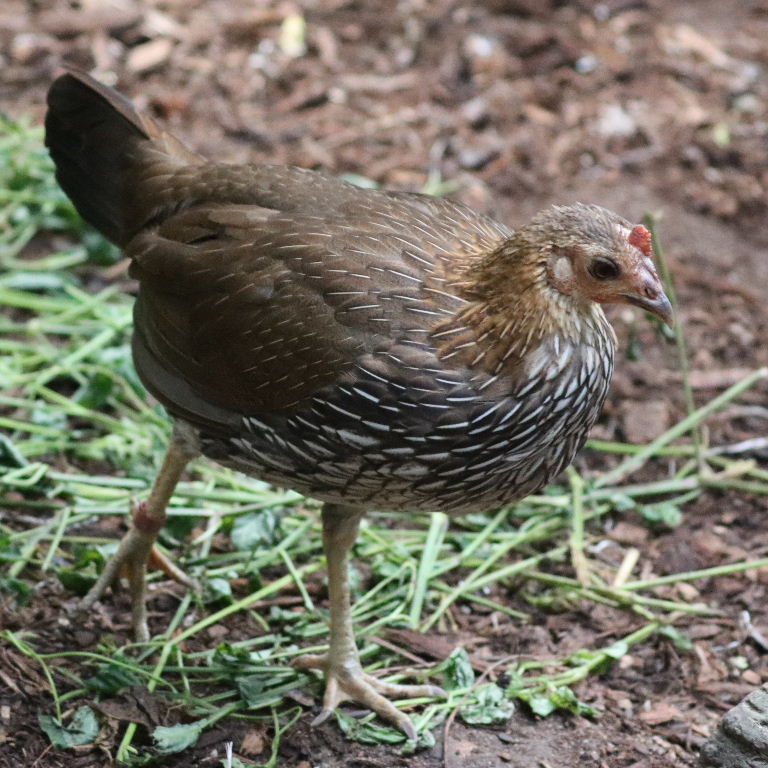 Grey Jungle Fowl