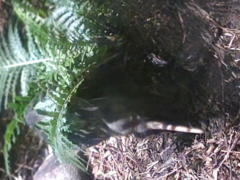 Kiwi North Island Brown