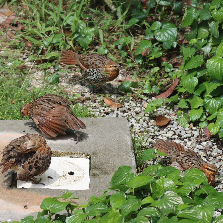 Mountain Bamboo Partridge