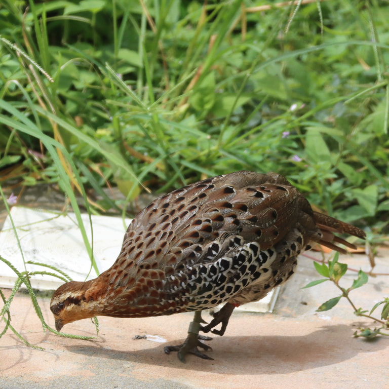 Mountain Bamboo Partridge