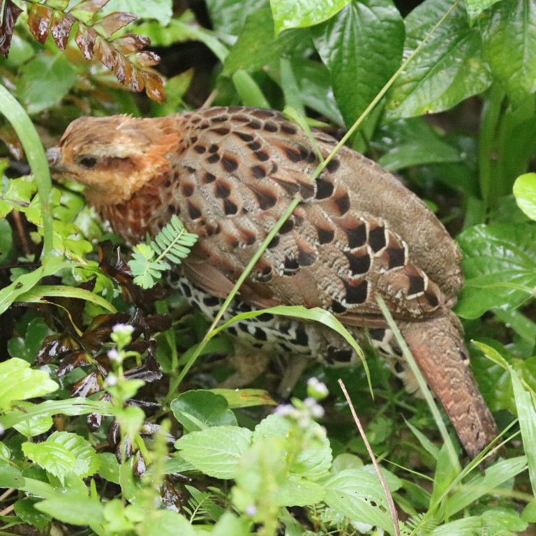Mountain Bamboo Partridge