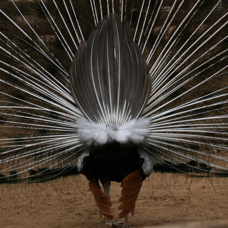 Indian Blue Peacock back