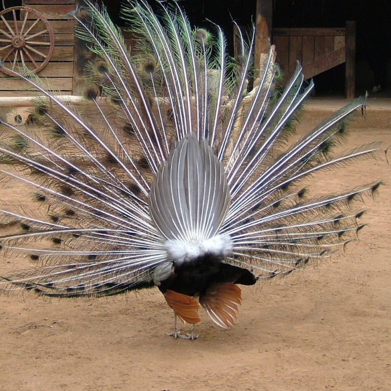Peacock tail from the back