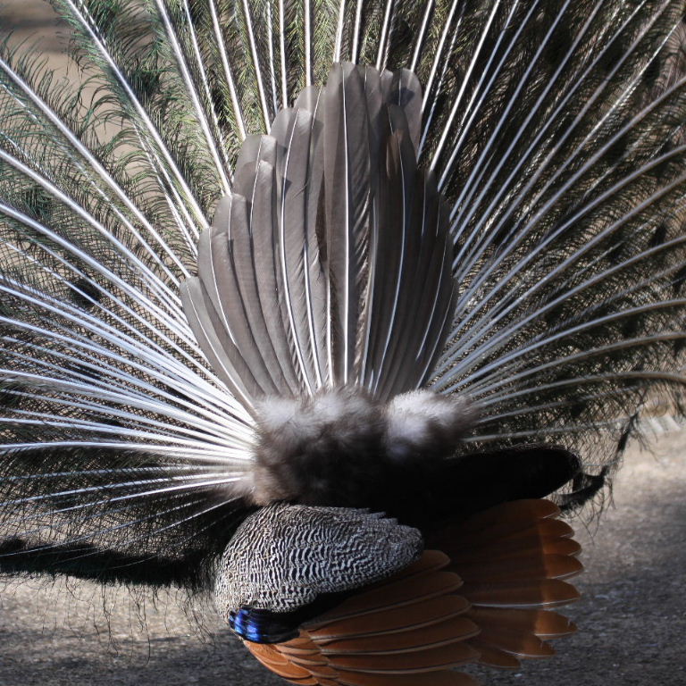 Peacock tail from back